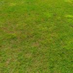 Look at the green lawn texture