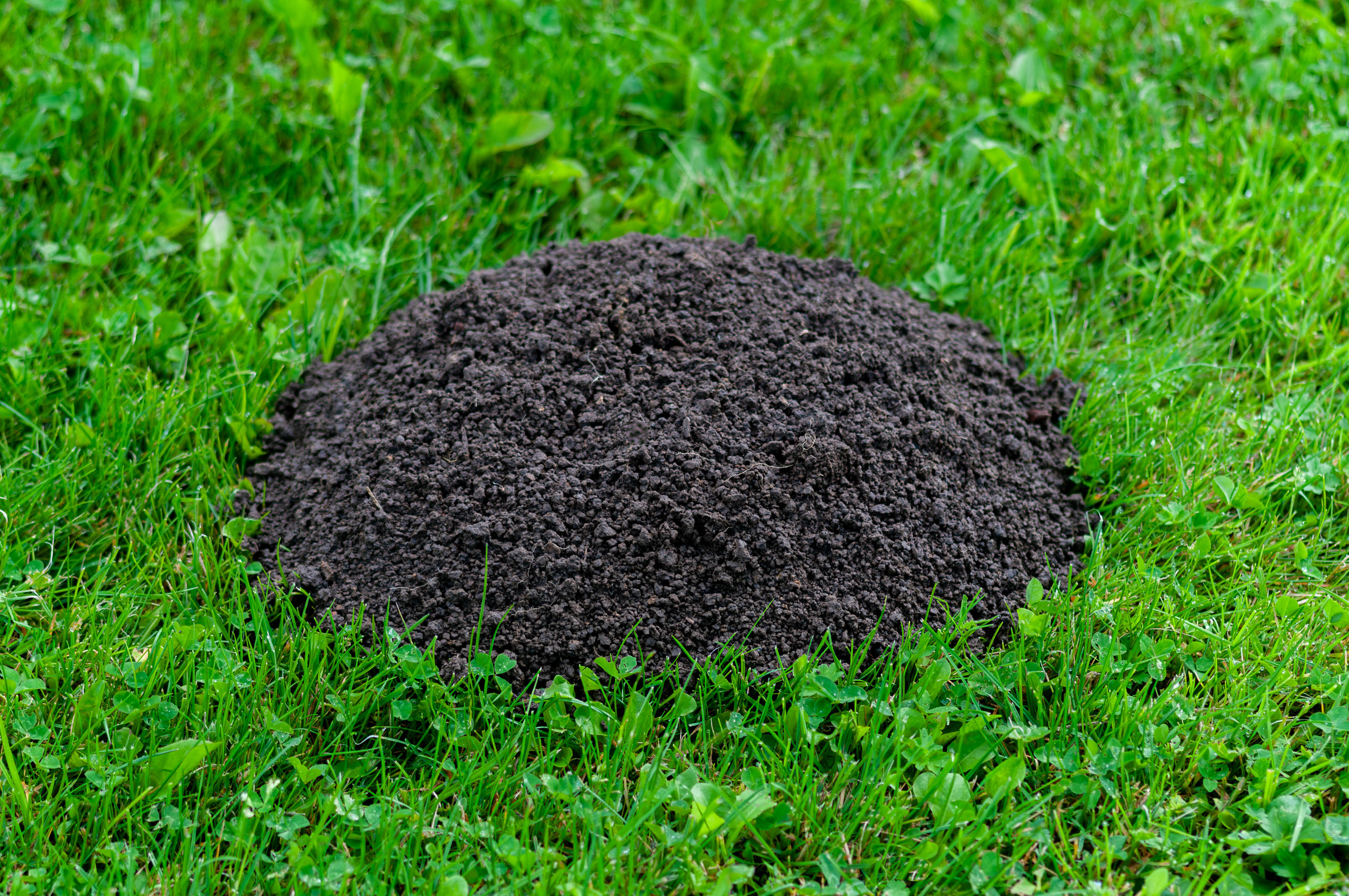 Perfect mole pile background