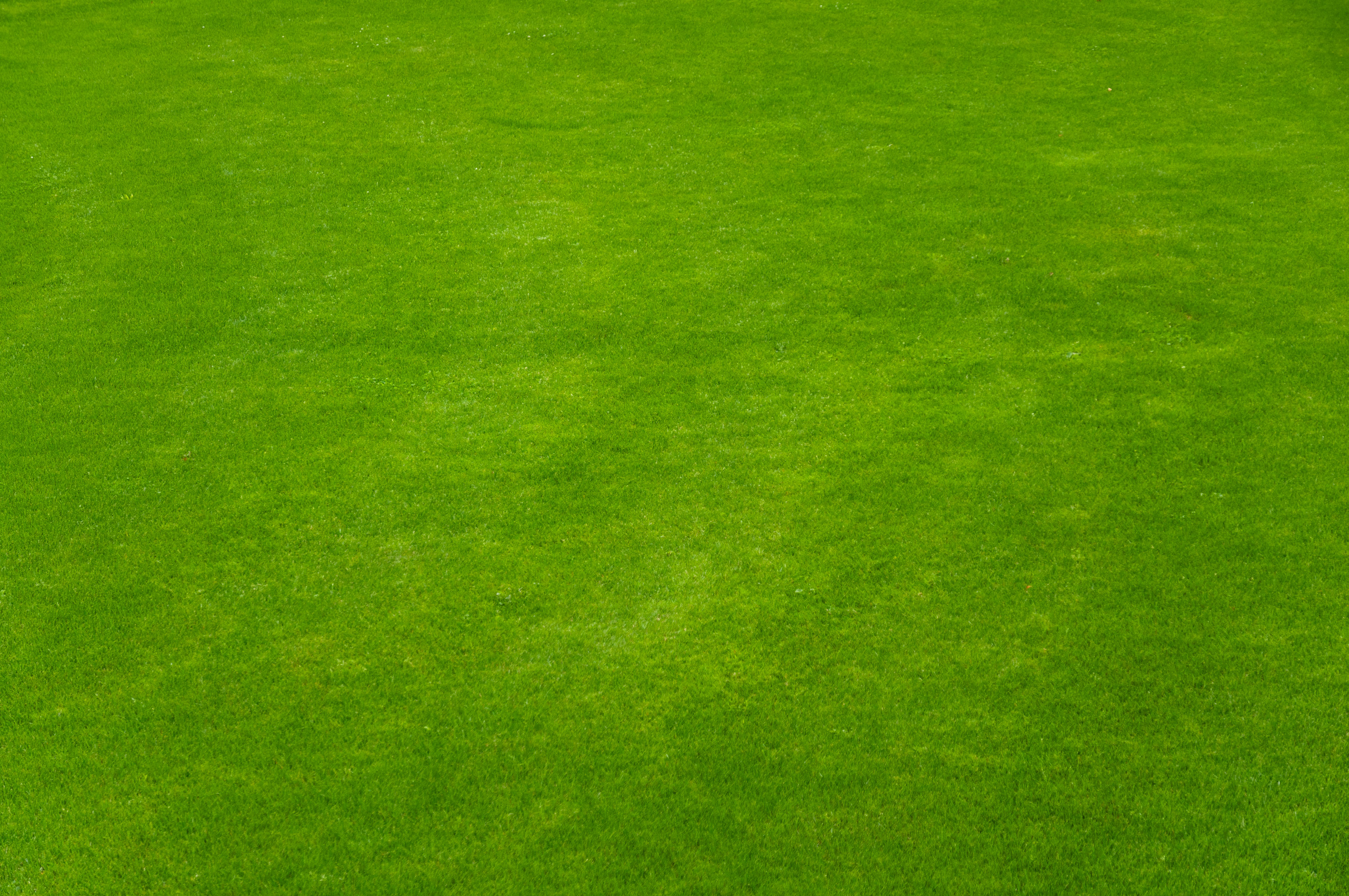 Perfectly maintained green soft focus grass background