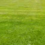 Short cut green grass lawn background