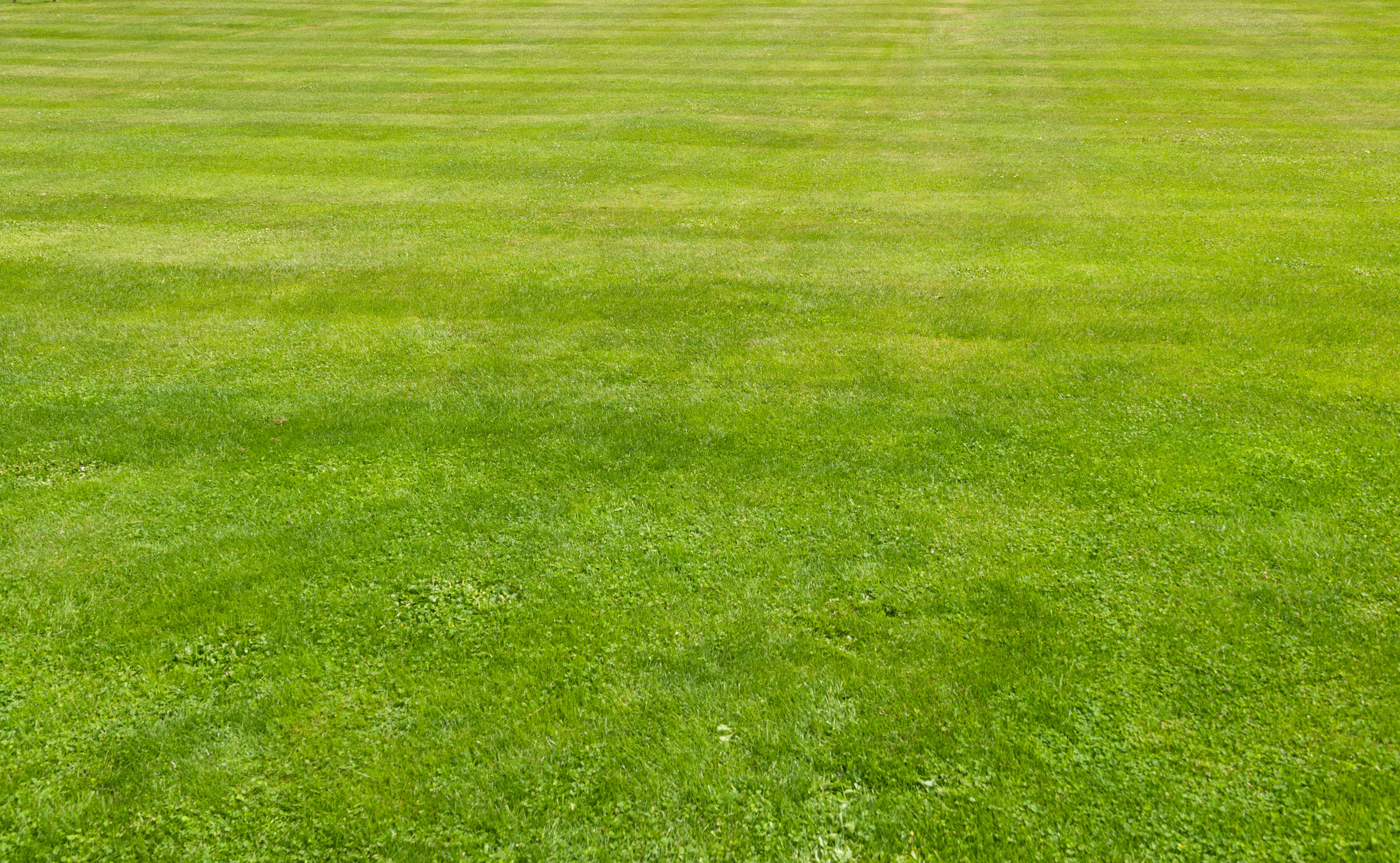 Short cut green grass lawn background