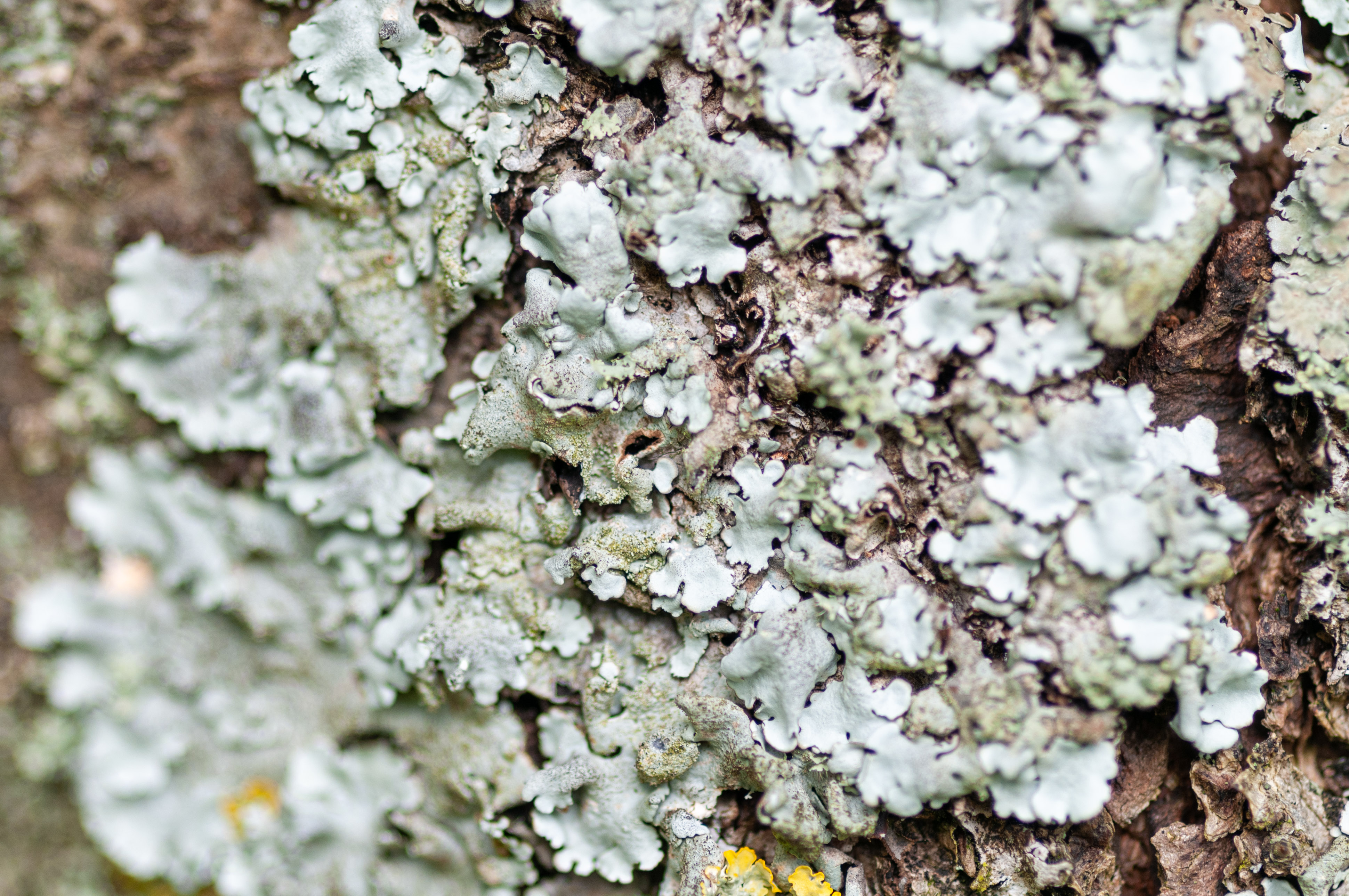 Tree fungus close-up macro pattern