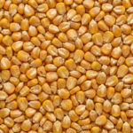 Corn texture background popcorn copy space