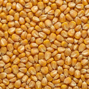 Corn texture background popcorn copy space