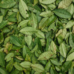Organic tea leaves texture background